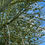 Thumbnail: Triangle Palm Neodypsis decaryi 10 Seeds