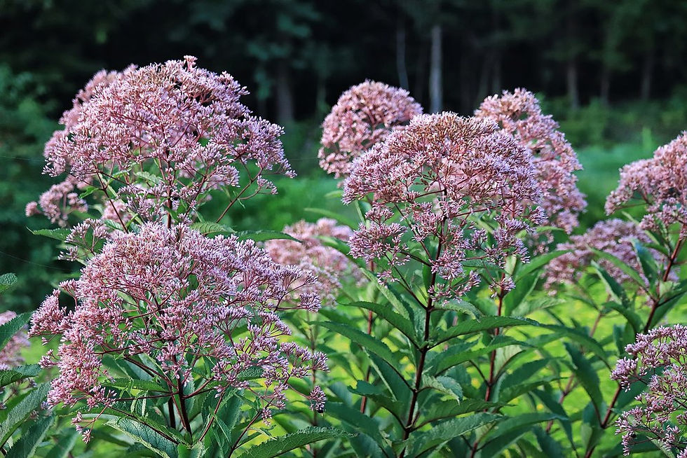 Thumbnail: Queen of the Meadow   100 Seeds   Eupatorium fistulosum