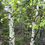 Thumbnail: Paper Birch  Betula papyrifera  100 Seeds