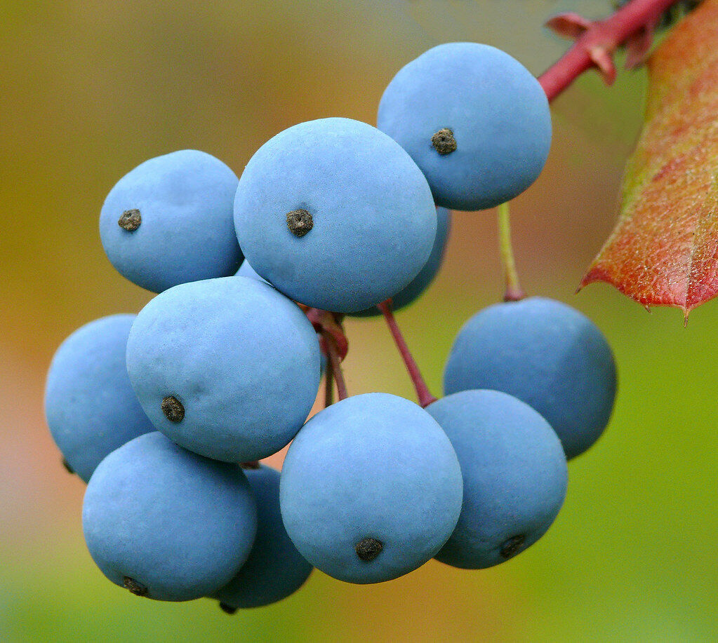 Oregon Grape  Mahonia aquifolium  100 Seeds
