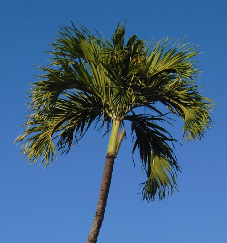 Weihnachtspalme XL- Veitchia merrillii, Adonidia merrillii, Manila-Palme Weihnachtspalme XL- Veitchia merrillii, Adonidia merrillii, Manila-Palme