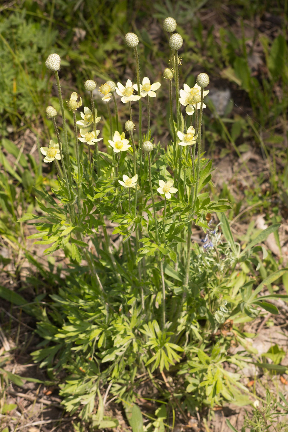 Thumbnail: Tall Thimbleweed  Anemone virginiana  100 Seeds