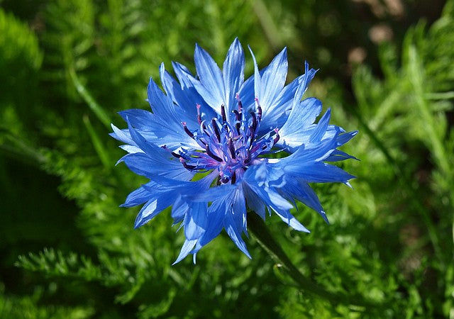 Thumbnail: Cornflower  100 Seeds  Centaurea cyanus