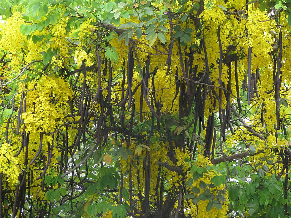 Thumbnail: Golden Shower Tree  10 Seeds  Cassia fistula