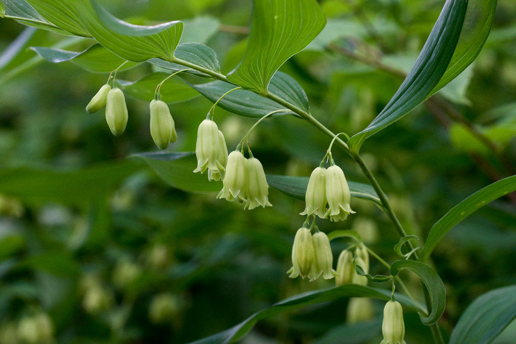 Solomon’s Seal 10 Seeds Polygonatum biflorum