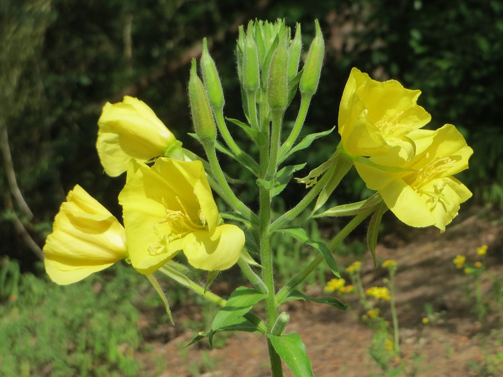 Thumbnail: Evening Primrose   100 Seeds   Oenothera biennis