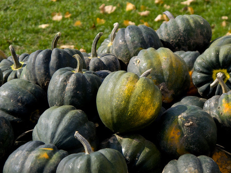 Thumbnail: Acorn Squash Seeds Cucurbita pepo 100 Seeds