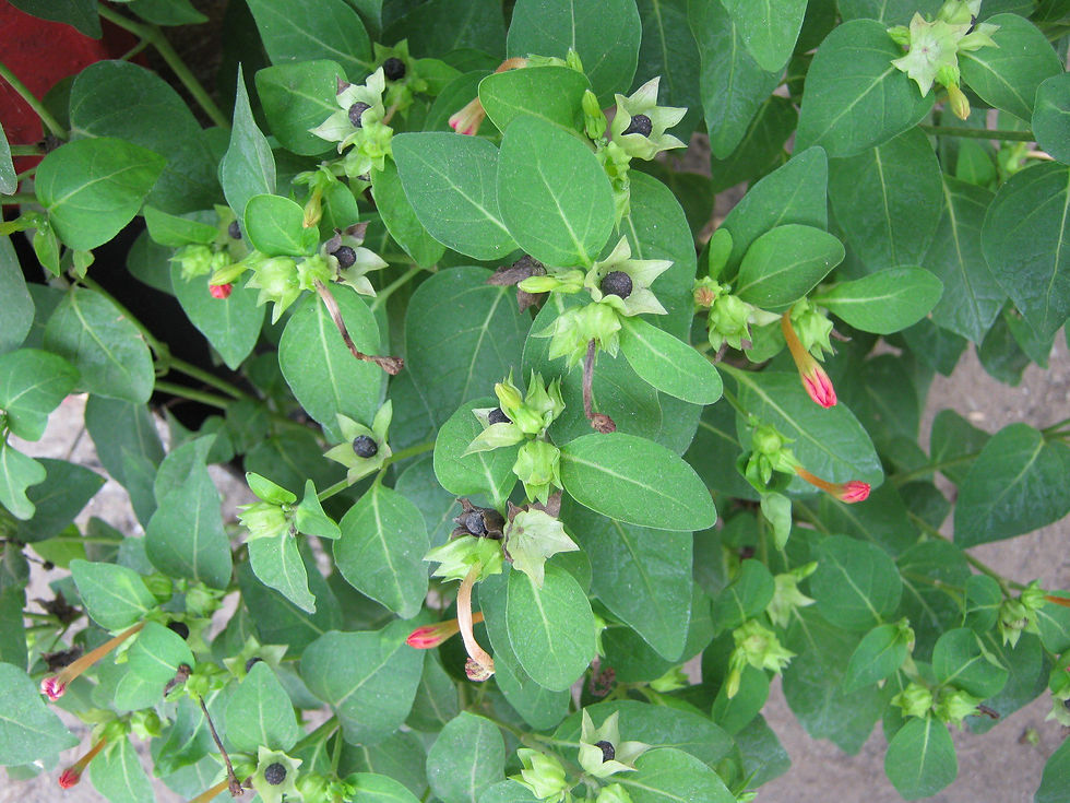 Thumbnail: Red Four O'clock  Mirabilis jalapa  100 Seeds  USA Company