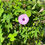Thumbnail: Pink Morning Glory Ipomoea cordatotriloba  100 Seeds