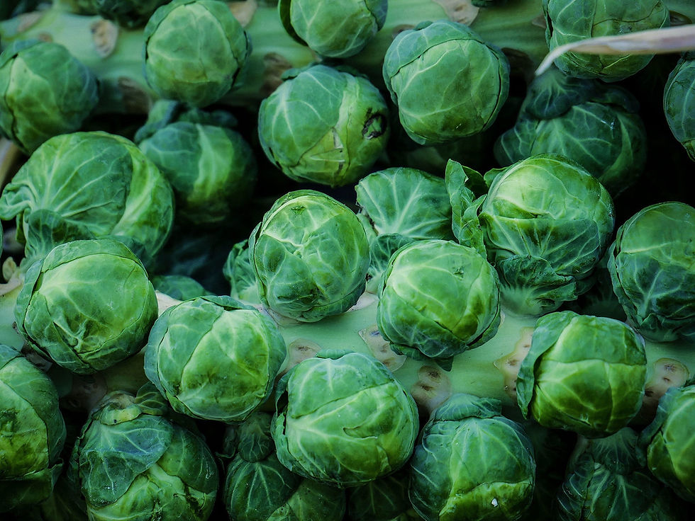Brussels Sprouts 100 Seeds Brassica oleracea USA Company