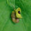 Thumbnail: Dutchman's Pipe Aristolochia macrophylla 20 Seeds