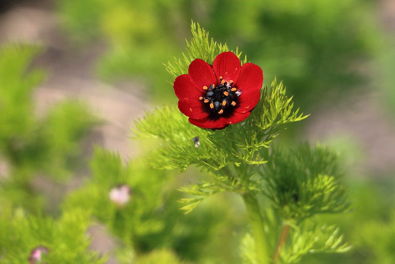 Thumbnail: Pheasant’s Eye  Summer Adonis  Adonis aestivalis  100 Seeds  USA Company