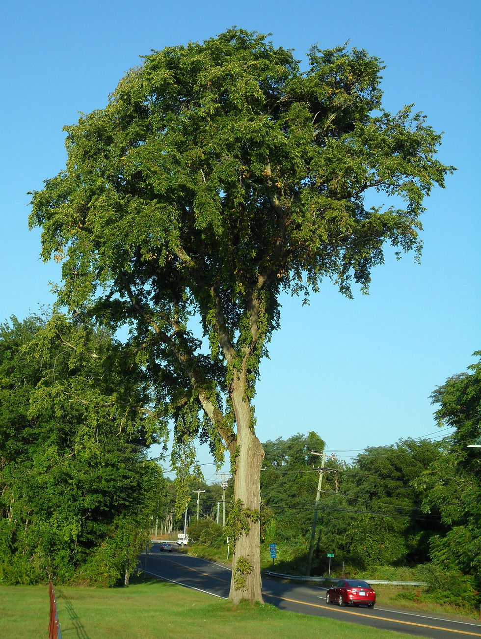 Thumbnail: American Elm   100 Seeds   Ulmus americana
