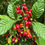 Thumbnail: Wild Coffee Native Shrub Psychotria nervosa 20 Seeds  USA Company