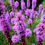 Thumbnail: Prairie Blazing Star  300 Seeds  Liatris pycnostachya