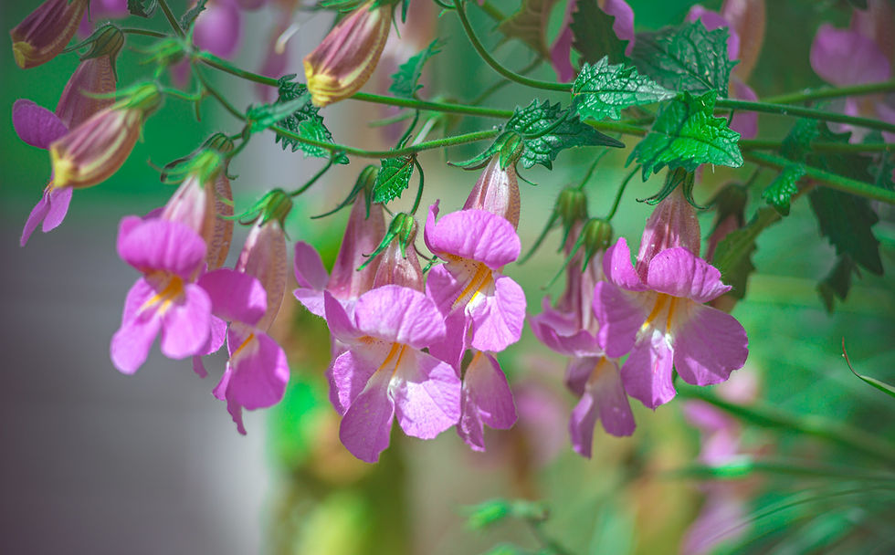 Thumbnail: Chinese Foxglove  100 Seeds  Rehmannia angulata