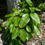 Thumbnail: Pigeon Plum  Coccoloba diversifolia  20 Seeds