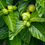 Thumbnail: Indian Mulberry Noni Morinda citrifolia 100 Seeds
