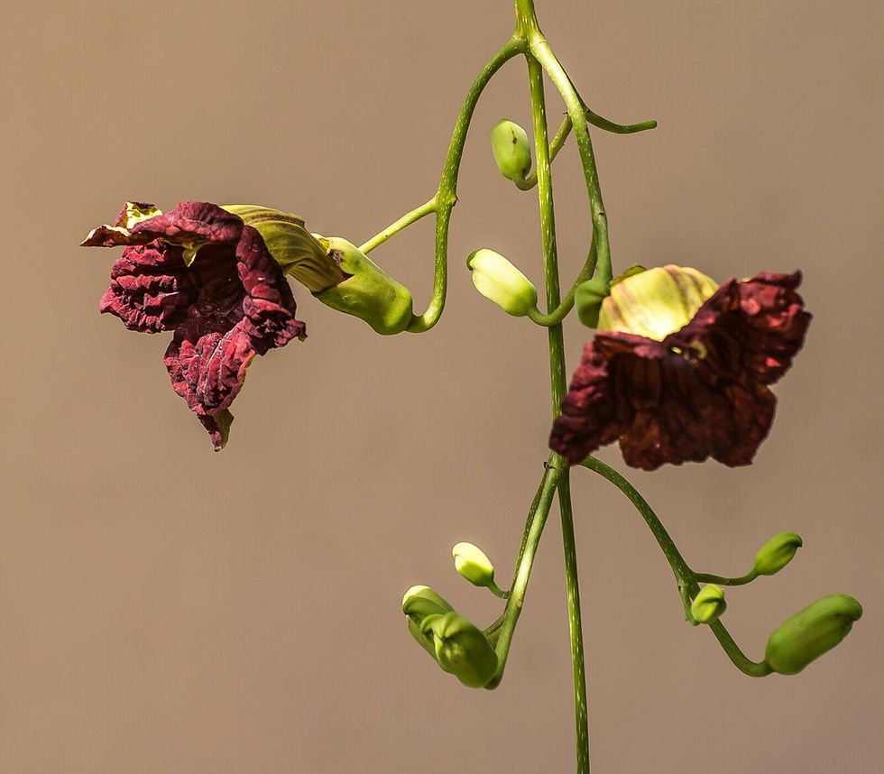 Thumbnail: Sausage Tree   20 Seeds   Kigelia pinnata