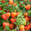 Thumbnail: Chinese Lantern  Physalis alkekengi  100 Seeds