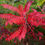 Thumbnail: Smooth Sumac   Rhus glabra  100 Seeds