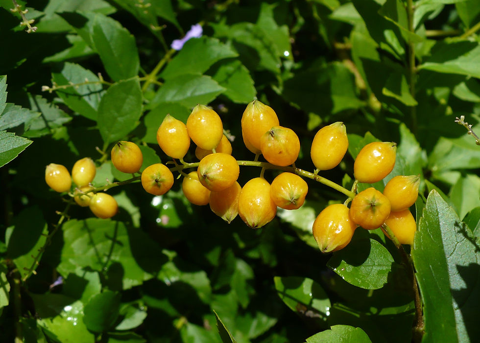Thumbnail: Golden Dewdrop  Duranta erecta  20 Seeds