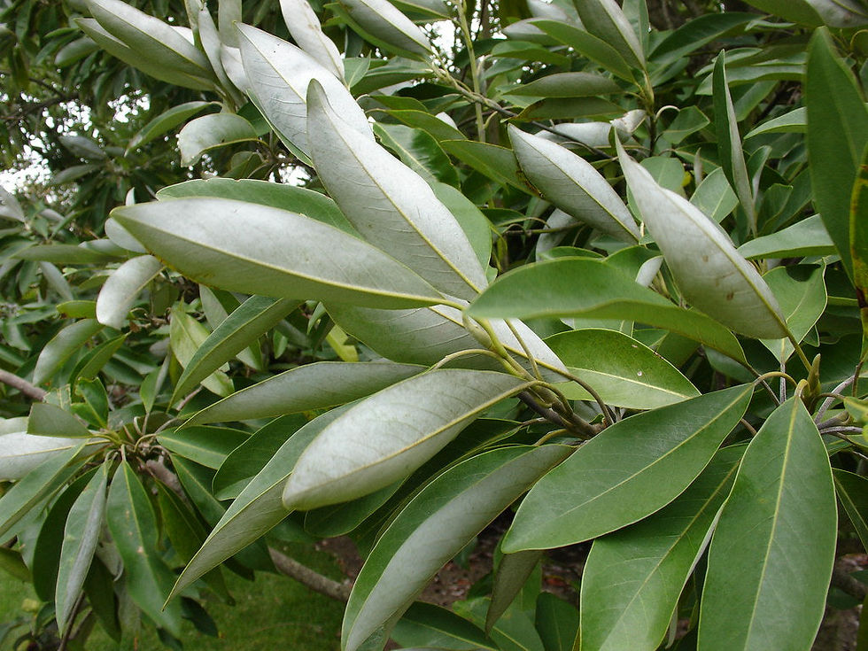 Thumbnail: Sweetbay Magnolia  10 Seeds  Magniolia virginiana