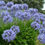 Thumbnail: Lily of the Nile  Agapanthus praecox  100 Seeds