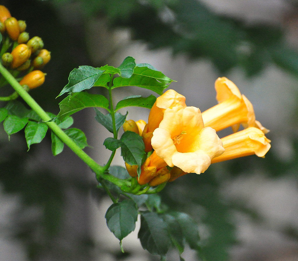 Yellow Trumpet Vine  Campsis radicans 10 Seeds