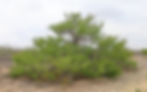 Thumbnail: Catclaw Acacia  10 Seeds  Acacia greggii