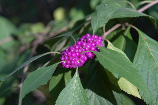 Thumbnail: American Beautyberry  100 Seeds  Callicarpa americana