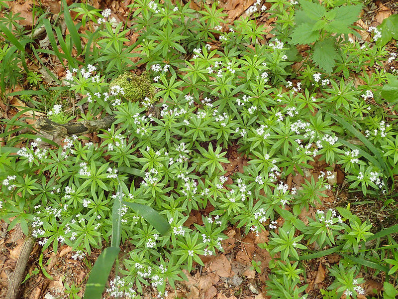 Thumbnail: Sweet Woodruff  50 Seeds  Galium odoratum