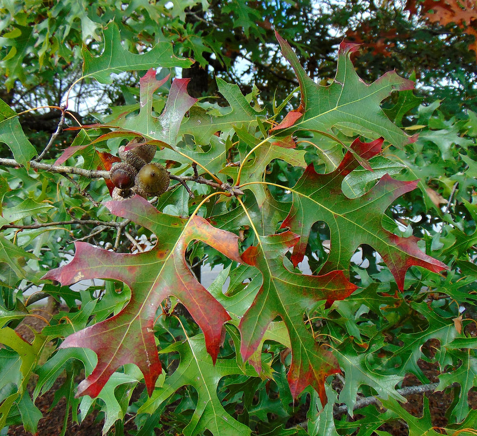 Thumbnail: Red Oak Quercus rubra 20 Seeds