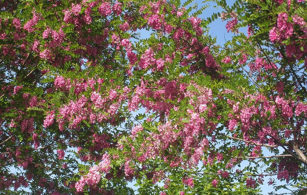 Thumbnail: Rose Acacia Robinia hispida 20 Seeds