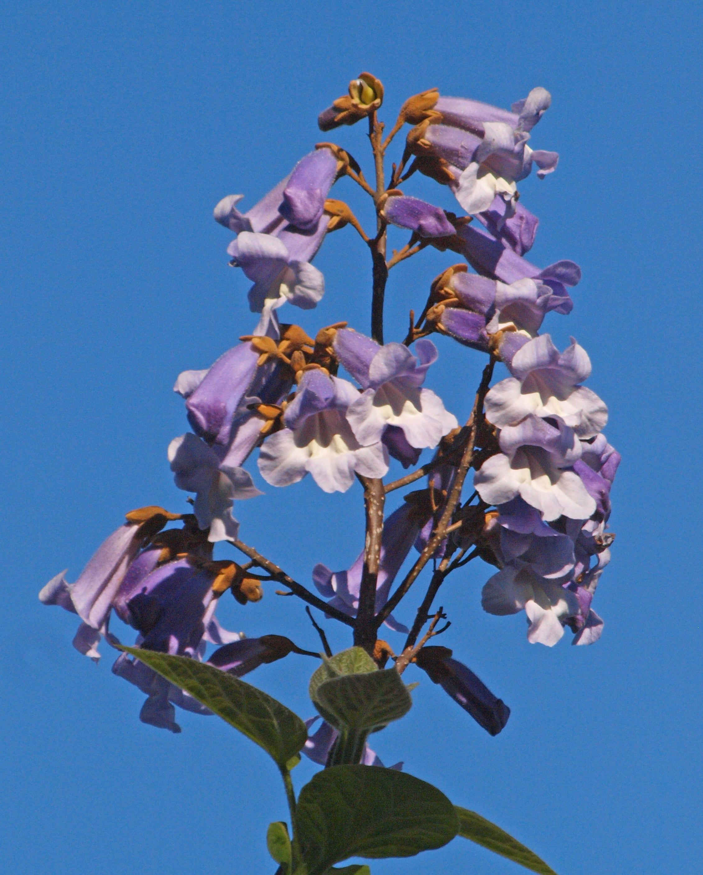 Royal Paulownia 500 Seeds Paulownia tomentosa