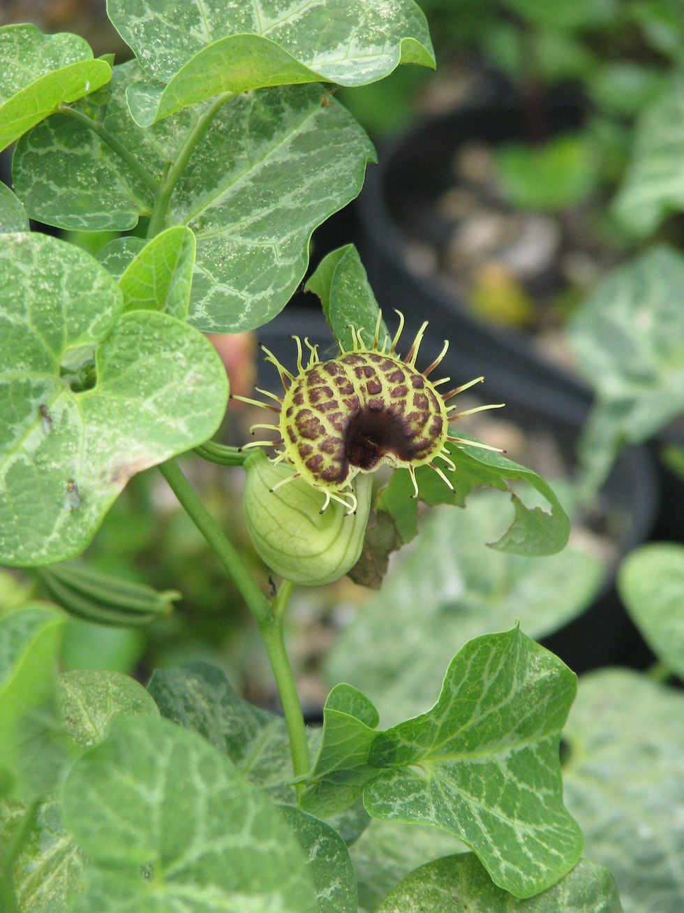 Thumbnail: White-Veined Dutchman's Pipe Aristolochia fimbriata 10 Seeds