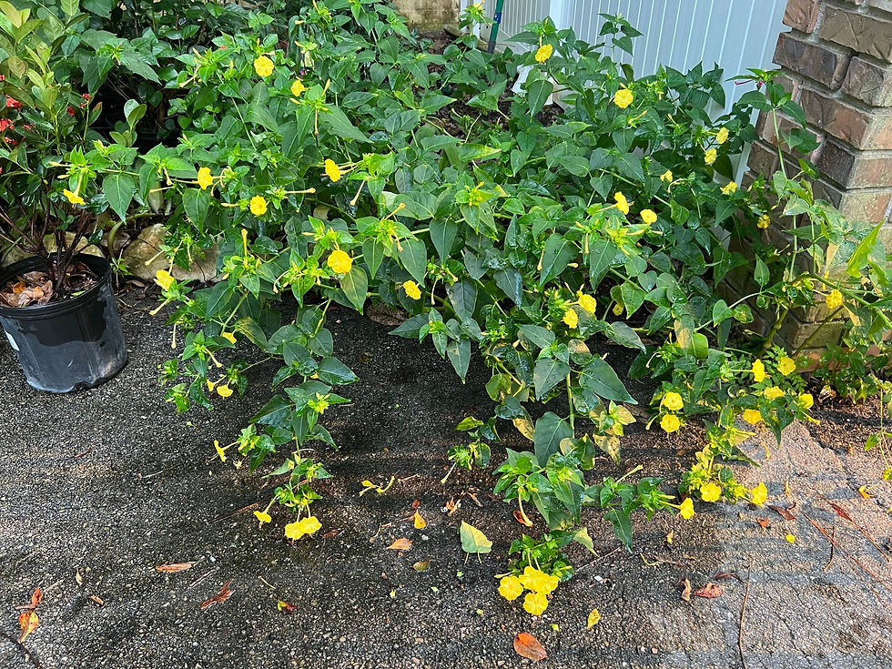 Thumbnail: Yellow Four O'clock Mirabilis jalapa 100 Seeds  USA Company