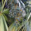 Thumbnail: Chinese Fan Palm  Livistona chinensis  10 Seeds