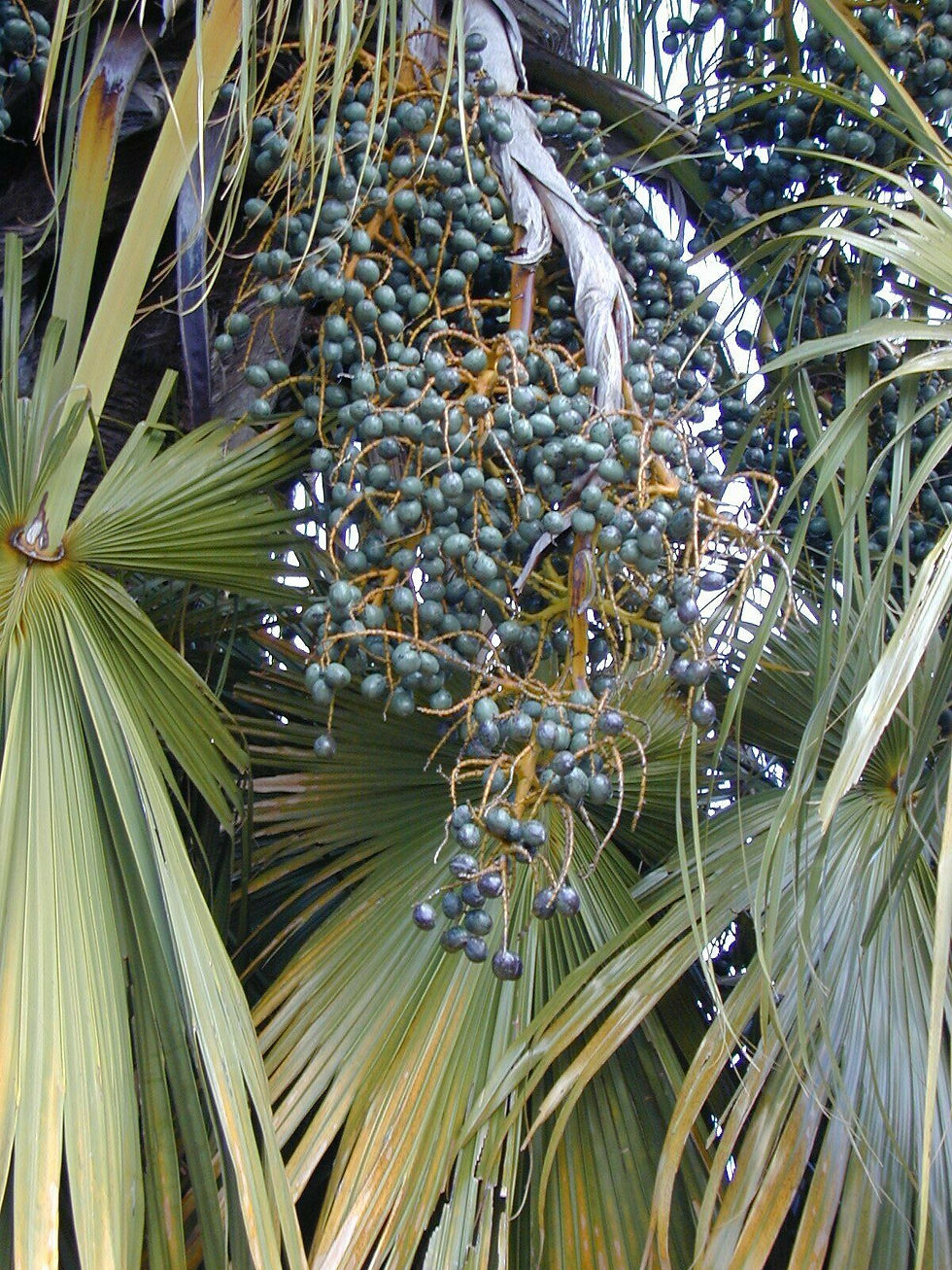 Thumbnail: Chinese Fan Palm  Livistona chinensis  10 Seeds