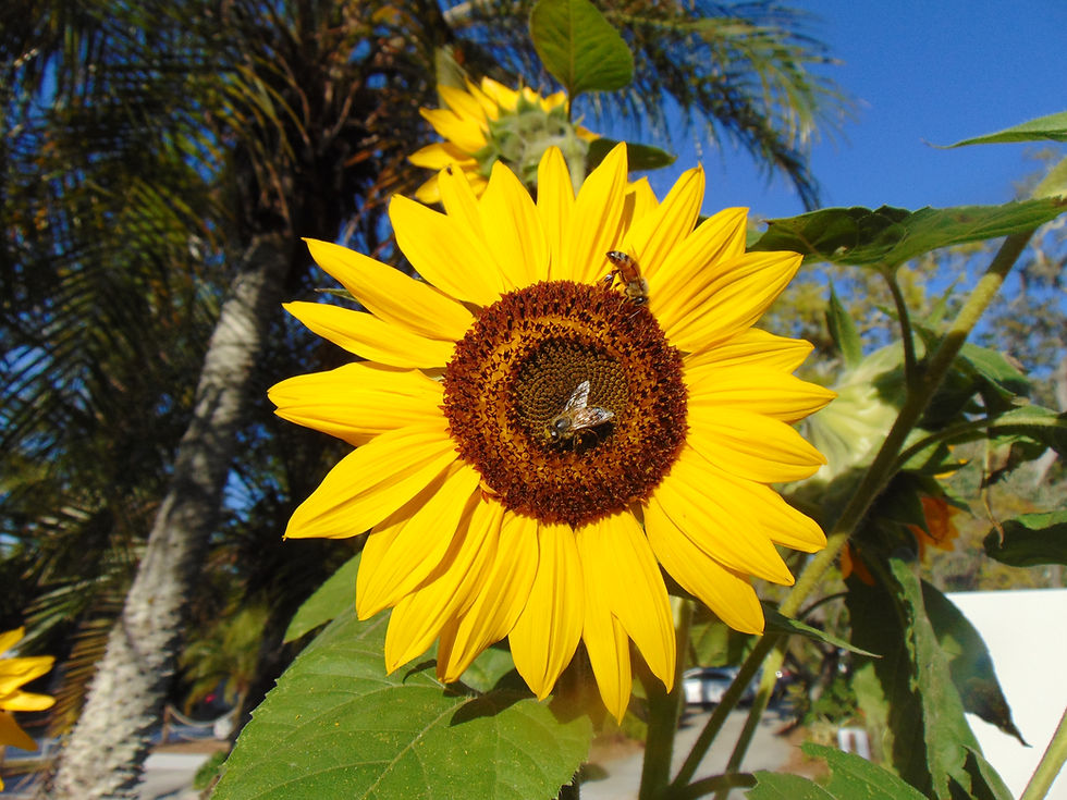 Thumbnail: Sunflower   ‘Henry Wilde’   100 Seeds   Helianthus annuus