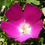 Thumbnail: Purple Poppy Mallow   25 Seeds  Callirhoe involucrata