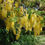 Thumbnail: Golden Shower Tree  100 Seeds  Cassia fistula