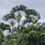 Thumbnail: Traveler's Tree  Ravenala madagascariensis  10 Seeds