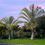 Thumbnail: Triangle Palm Neodypsis decaryi 10 Seeds