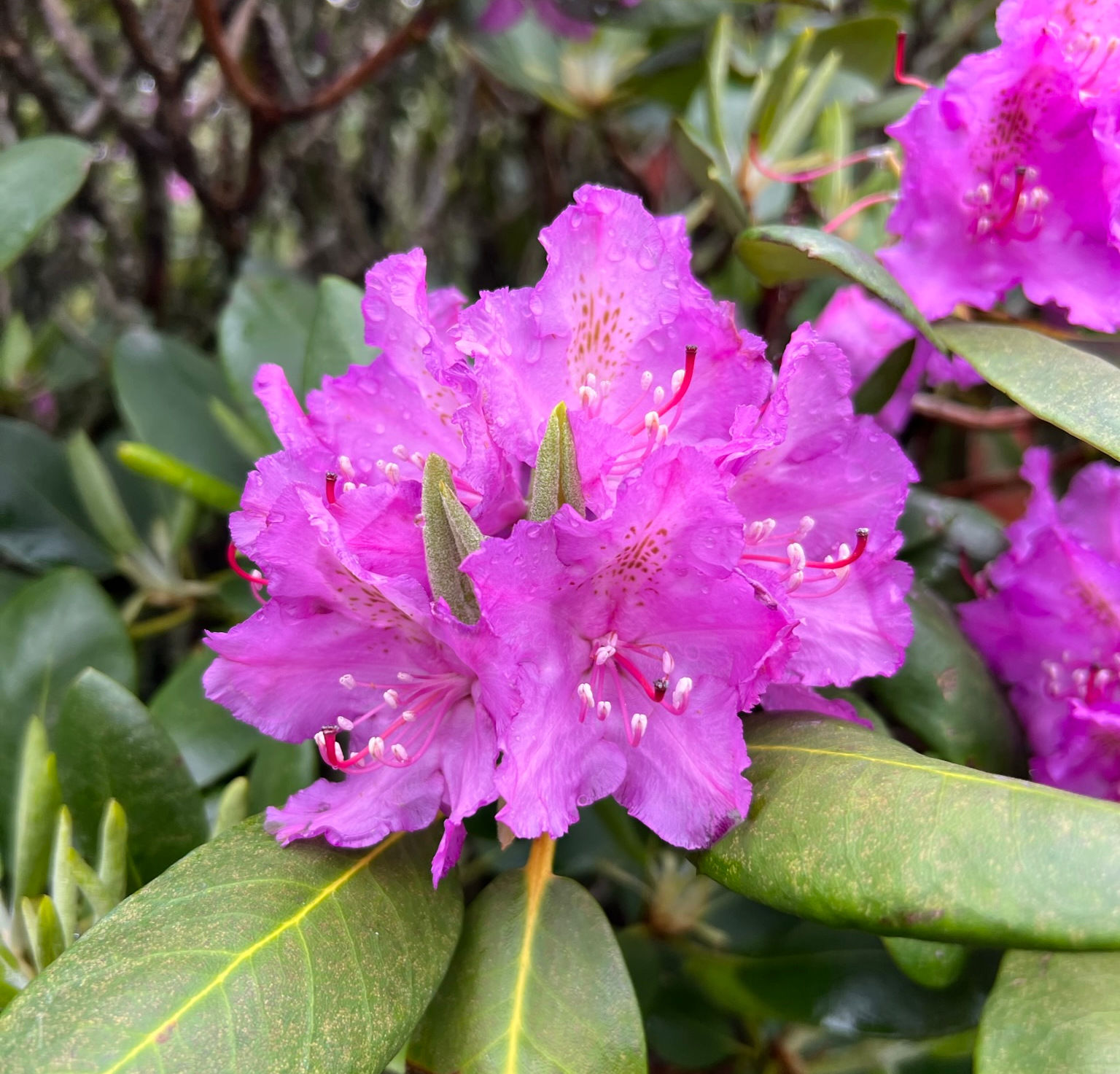 Catawba Rhododendron 50 Seeds Rhododendron catawbiense