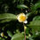 Thumbnail: Tea Plant  5 Seeds  Camellia sinensis