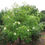 Thumbnail: Franklin Tree Franklinia alatamaha 10 Seeds