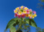 Thumbnail: Pink Lantana Shrub Verbena Lantana camara 100 Seeds