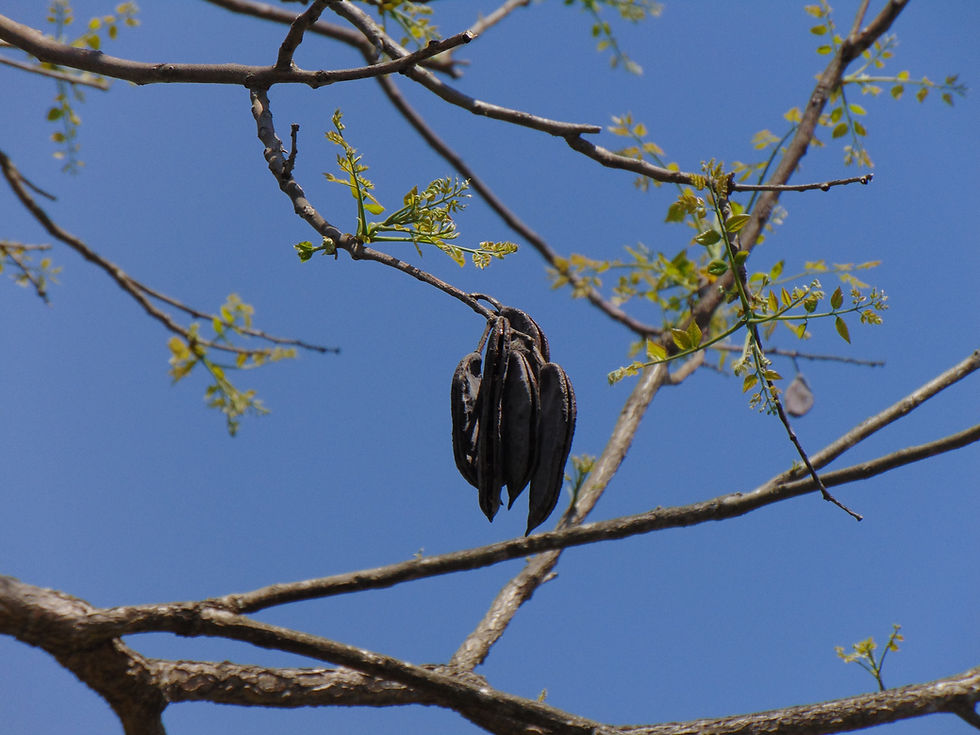 Thumbnail: Kentucky Coffee Tree  5 Seeds  Gymnocladus dioicus