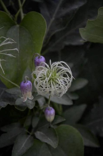 Thumbnail: Netleaf Leather Flower Clematis reticulata 20 Seeds